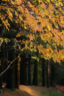fineartphotography_FallinMaine_4641