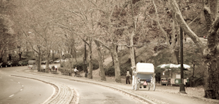 fineartphotography_HorseDrawninthePark